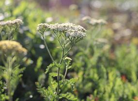 Řebříček tužebníkovitý 'Credo' - Achillea filipendulina 'Credo'