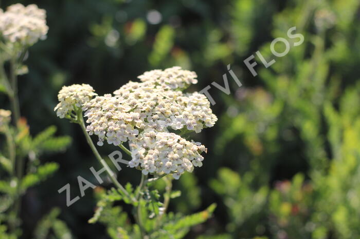 Řebříček tužebníkovitý 'Credo' - Achillea filipendulina 'Credo'