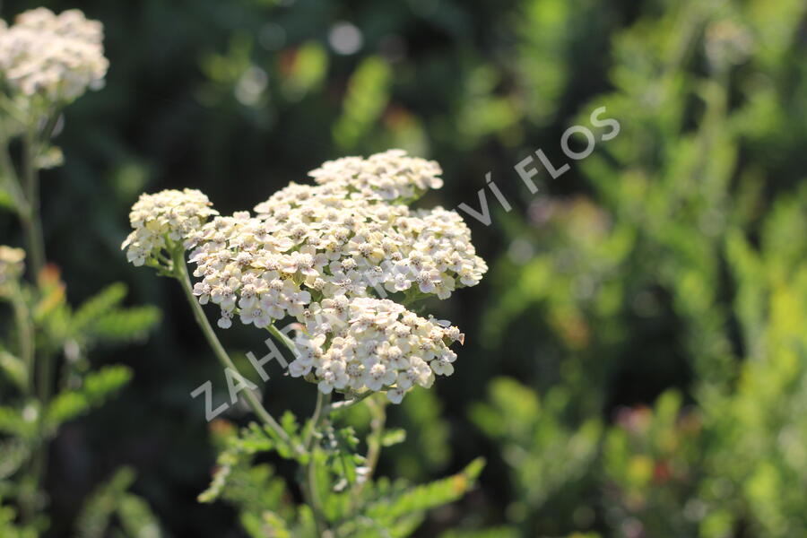 Řebříček tužebníkovitý 'Credo' - Achillea filipendulina 'Credo'