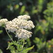 Řebříček tužebníkovitý 'Credo' - Achillea filipendulina 'Credo'