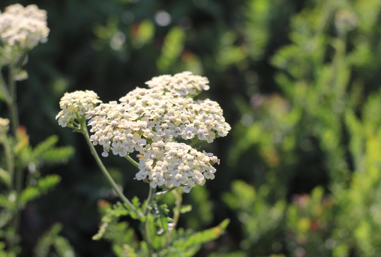 Řebříček tužebníkovitý 'Credo' - Achillea filipendulina 'Credo'