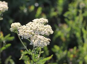 Řebříček tužebníkovitý 'Credo' - Achillea filipendulina 'Credo'