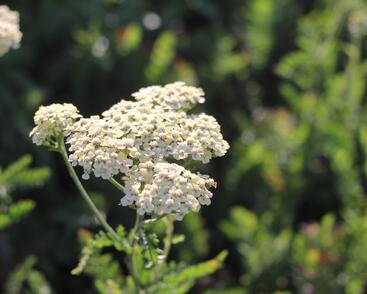 Řebříček tužebníkovitý 'Credo'