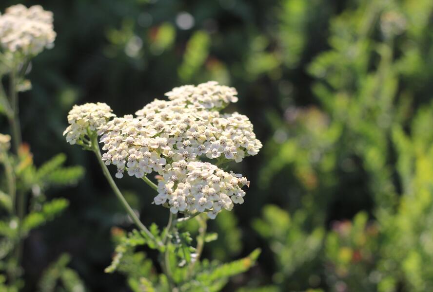 Řebříček tužebníkovitý 'Credo' - Achillea filipendulina 'Credo'
