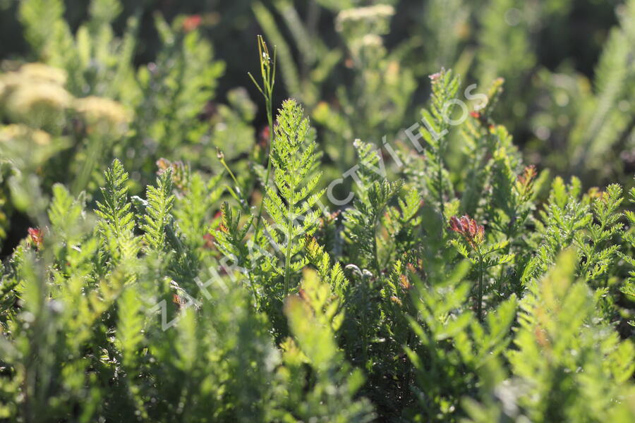 Řebříček tužebníkovitý 'Credo' - Achillea filipendulina 'Credo'