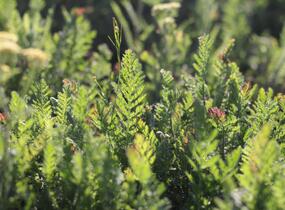 Řebříček tužebníkovitý 'Credo' - Achillea filipendulina 'Credo'