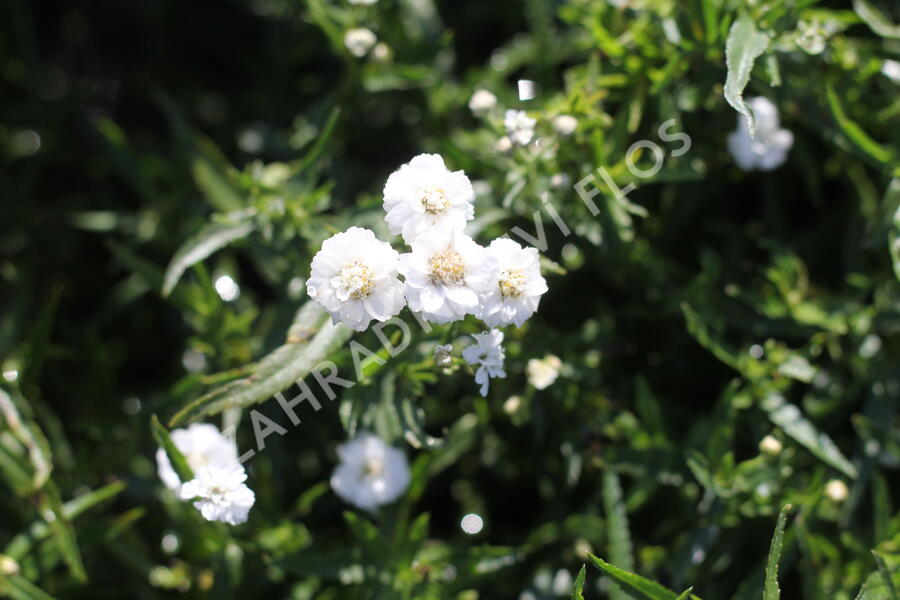 Řebříček bertrám 'Peter Cottontail' - Achillea ptarmica 'Peter Cottontail'