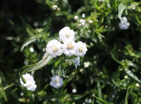Řebříček bertrám 'Peter Cottontail' - Achillea ptarmica 'Peter Cottontail'
