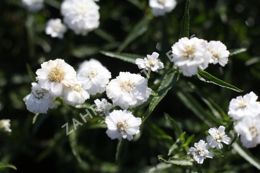 Řebříček bertrám 'Peter Cottontail' - Achillea ptarmica 'Peter Cottontail'
