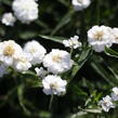 Řebříček bertrám 'Peter Cottontail' - Achillea ptarmica 'Peter Cottontail'