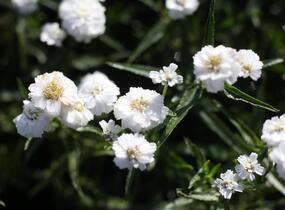 Řebříček bertrám 'Peter Cottontail' - Achillea ptarmica 'Peter Cottontail'