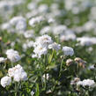 Řebříček bertrám 'Peter Cottontail' - Achillea ptarmica 'Peter Cottontail'