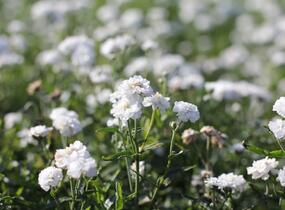 Řebříček bertrám 'Peter Cottontail' - Achillea ptarmica 'Peter Cottontail'