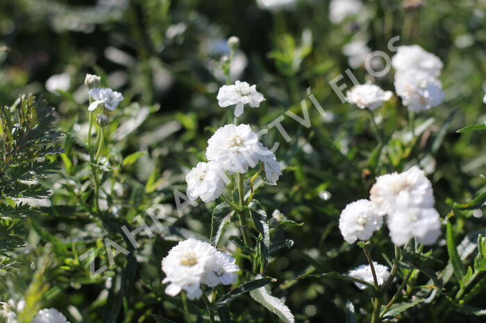 Řebříček bertrám 'Peter Cottontail' - Achillea ptarmica 'Peter Cottontail'