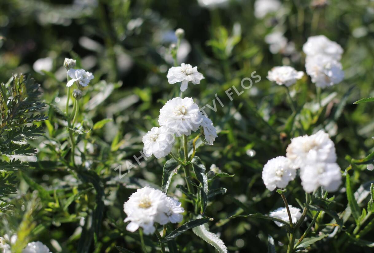 Řebříček bertrám 'Peter Cottontail' - Achillea ptarmica 'Peter Cottontail'