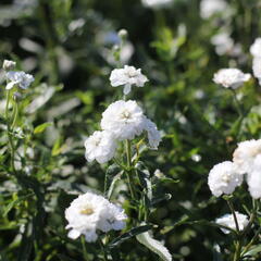 Řebříček bertrám 'Peter Cottontail' - Achillea ptarmica 'Peter Cottontail'