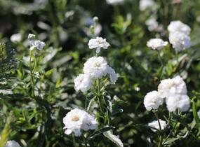 Řebříček bertrám 'Peter Cottontail' - Achillea ptarmica 'Peter Cottontail'