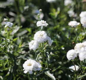 Řebříček bertrám 'Peter Cottontail' - Achillea ptarmica 'Peter Cottontail'