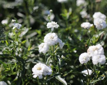 Řebříček bertrám 'Peter Cottontail'