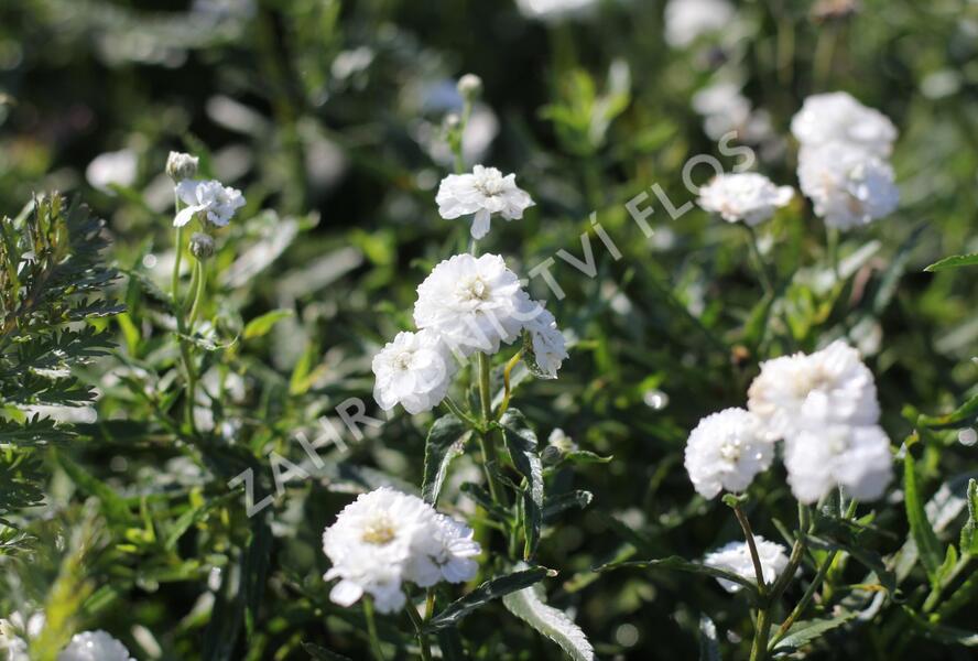 Řebříček bertrám 'Peter Cottontail' - Achillea ptarmica 'Peter Cottontail'