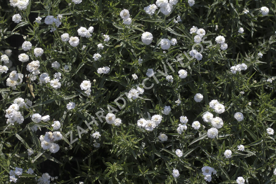 Řebříček bertrám 'Peter Cottontail' - Achillea ptarmica 'Peter Cottontail'