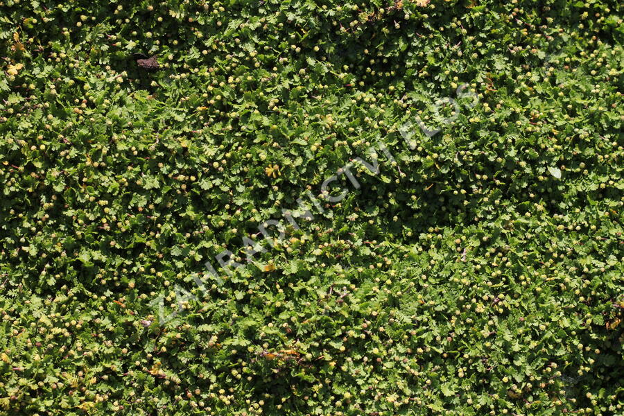 Mechovec 'Minima' - Cotula dioica 'Minima'