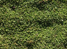 Mechovec 'Minima' - Cotula dioica 'Minima'