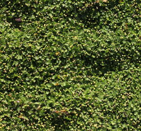 Mechovec 'Minima' - Cotula dioica 'Minima'