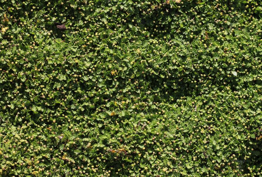 Mechovec 'Minima' - Cotula dioica 'Minima'