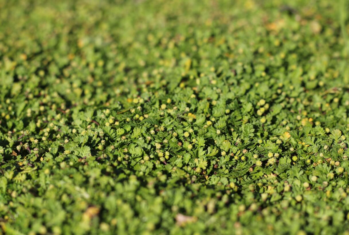 Mechovec 'Minima' - Cotula dioica 'Minima'