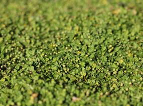 Mechovec 'Minima' - Cotula dioica 'Minima'