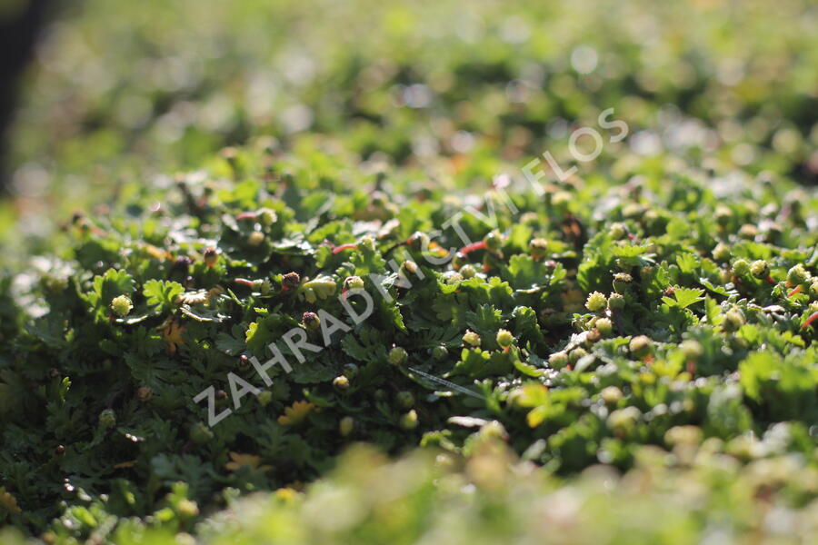 Mechovec 'Minima' - Cotula dioica 'Minima'