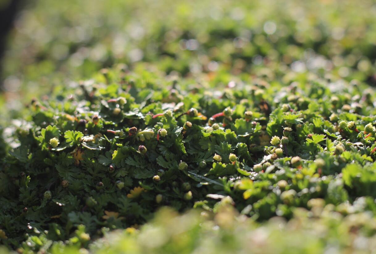 Mechovec 'Minima' - Cotula dioica 'Minima'