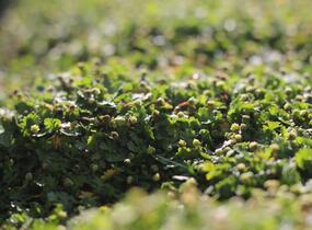 Mechovec 'Minima' - Cotula dioica 'Minima'