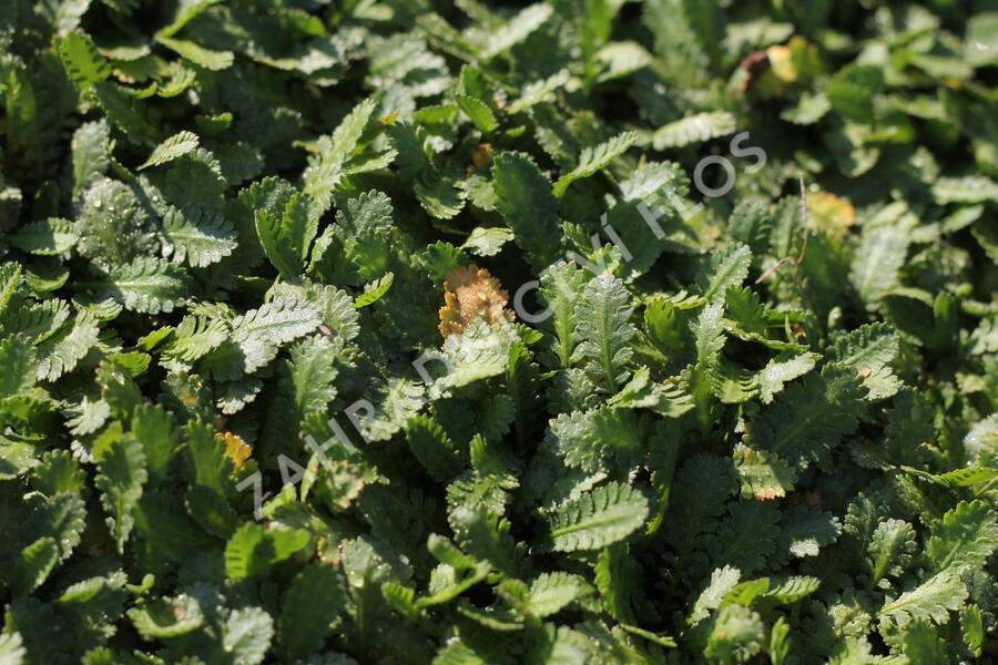 Mechovec - Cotula dioica