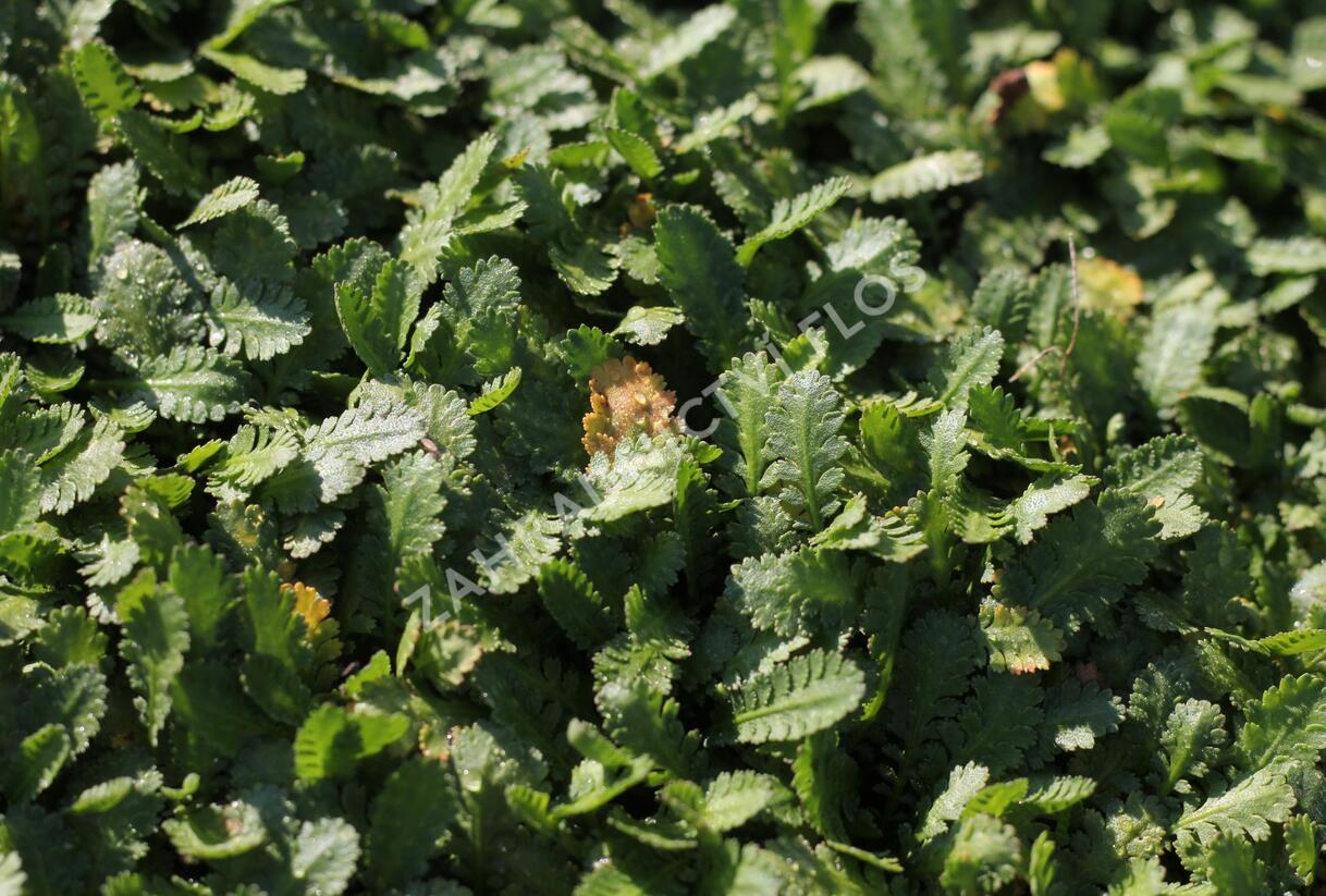 Mechovec - Cotula dioica