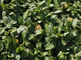 Mechovec - Cotula dioica