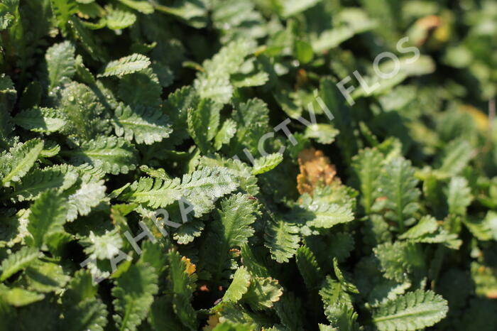 Mechovec - Cotula dioica