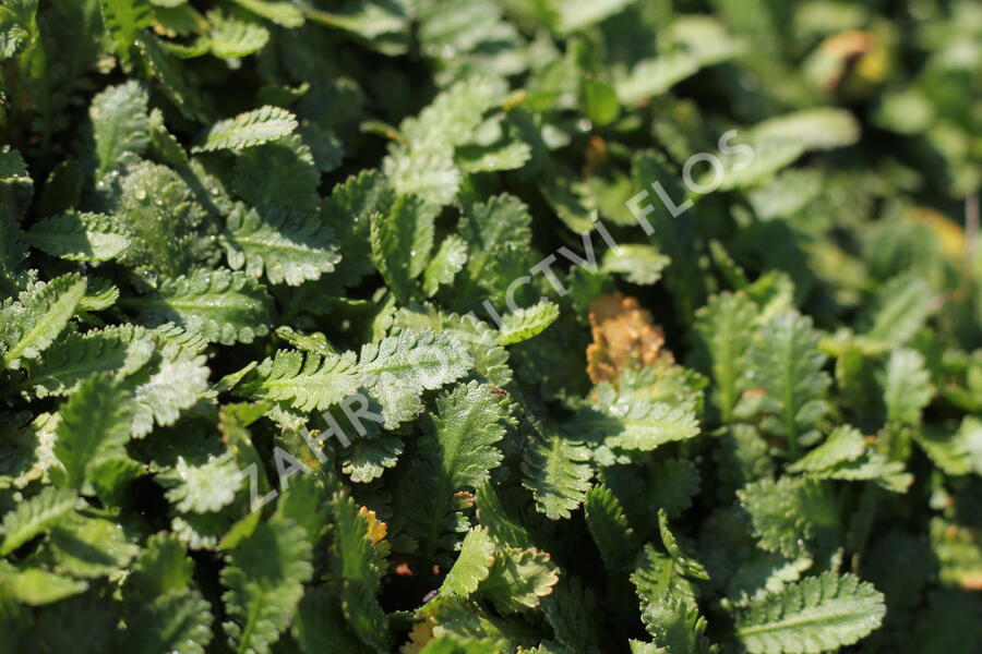 Mechovec - Cotula dioica