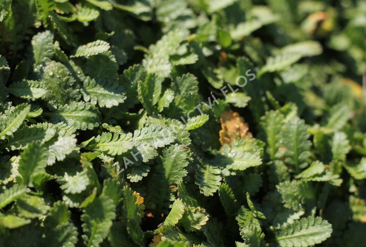 Mechovec - Cotula dioica