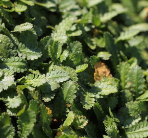 Mechovec - Cotula dioica