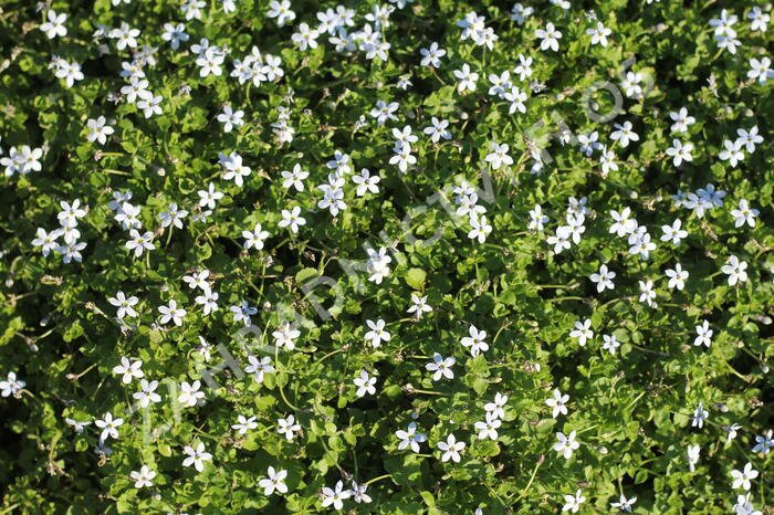 Isotoma 'White' - Isotoma fluviatilis 'White'