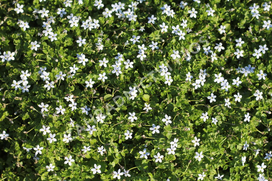 Isotoma 'White' - Isotoma fluviatilis 'White'