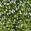 Isotoma 'White' - Isotoma fluviatilis 'White'