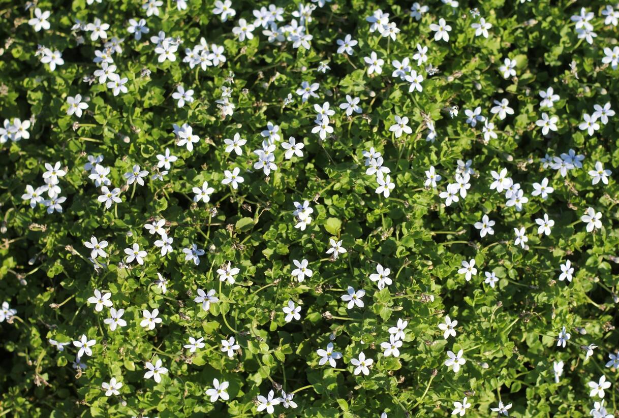 Isotoma 'White' - Isotoma fluviatilis 'White'