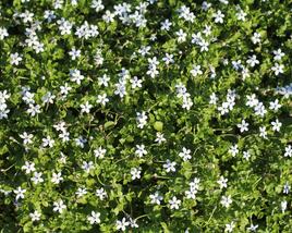 Isotoma 'White'