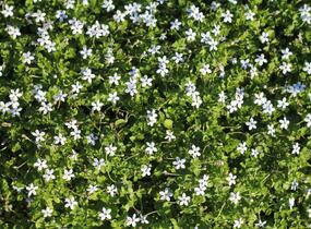 Isotoma 'White' - Isotoma fluviatilis 'White'