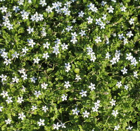 Isotoma 'White' - Isotoma fluviatilis 'White'