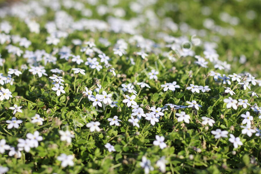 Isotoma 'White' - Isotoma fluviatilis 'White'