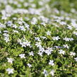 Isotoma 'White' - Isotoma fluviatilis 'White'